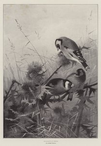 Gullfinker